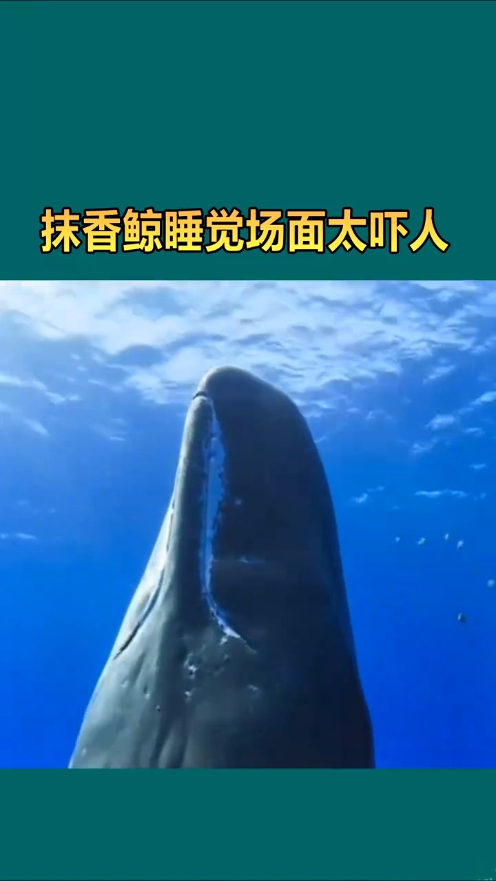 抹香鲸睡觉场面太吓人,鲸鱼果然是神奇物种