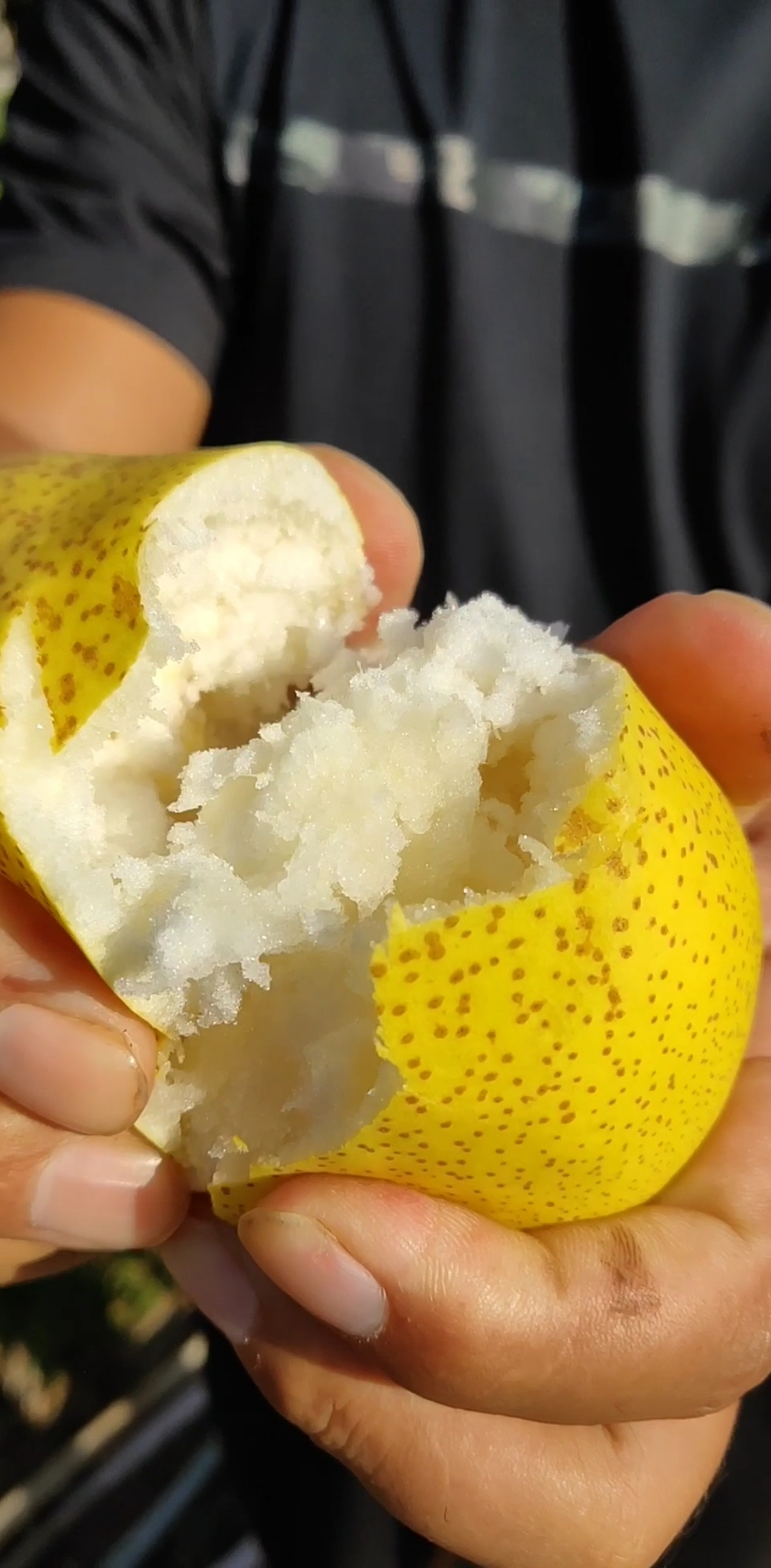 大面梨,真面.老太太没牙必备.-度小视