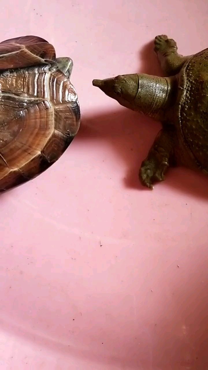 千年王八万年龟