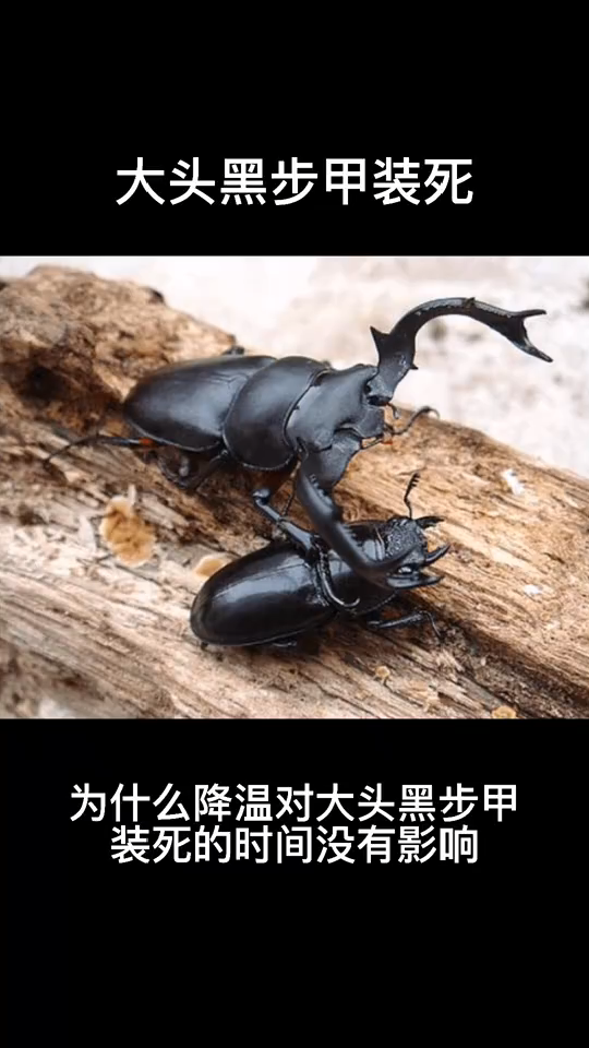 大头黑步甲虫的别名图片