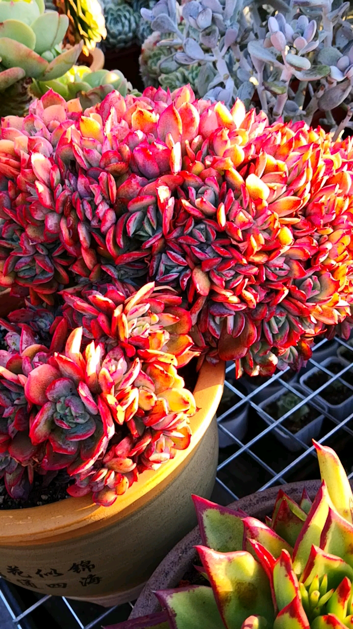 绮罗缀化红起来的样子,就如火焰一般美极了!让人一看就心动!