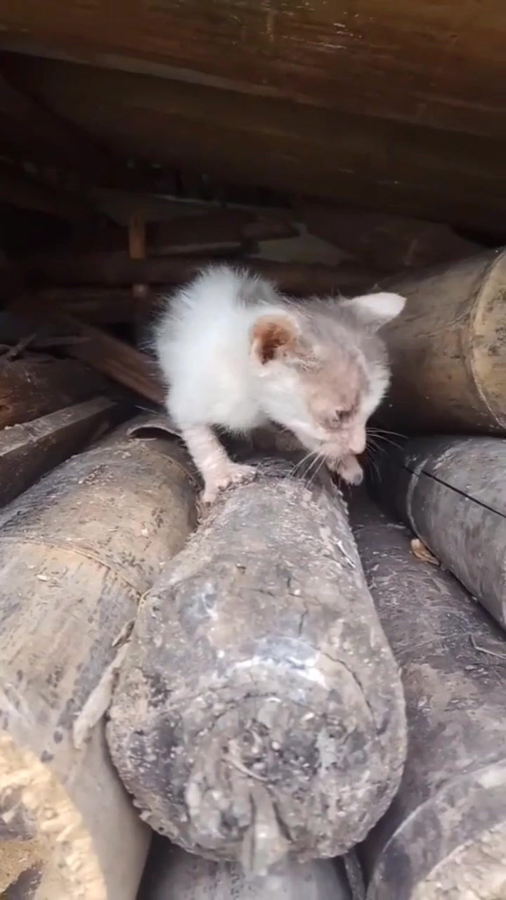 卷尾巴的猫,独一无二的尾巴流浪猫汪汪