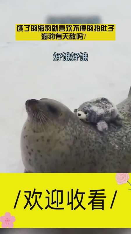 饿了的海豹就喜欢不停的拍肚子海豹有天敌吗