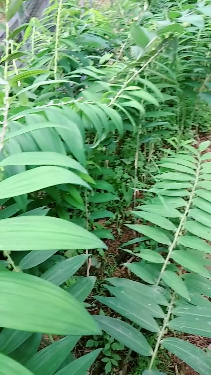 黄精种植前期需要除草后期苗子长盛草是干不过它的想了解的朋友红心加