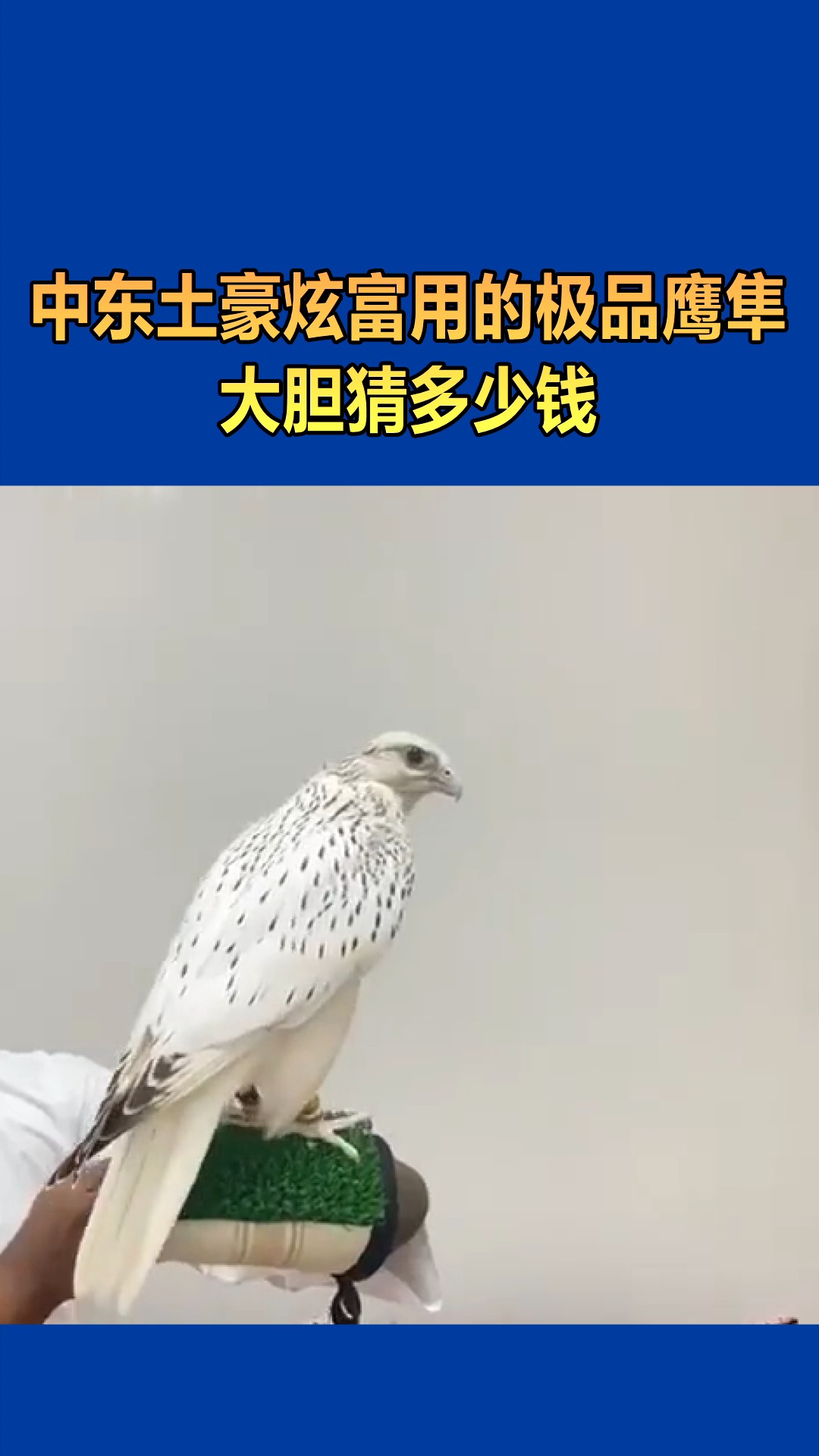 我要上热门#中东土豪炫富用的极品鹰隼,大胆猜多少钱