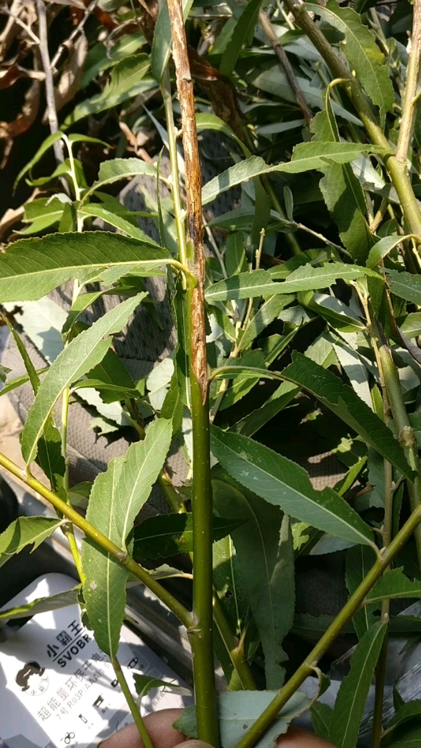 教你如何识别金蝉卵枝
