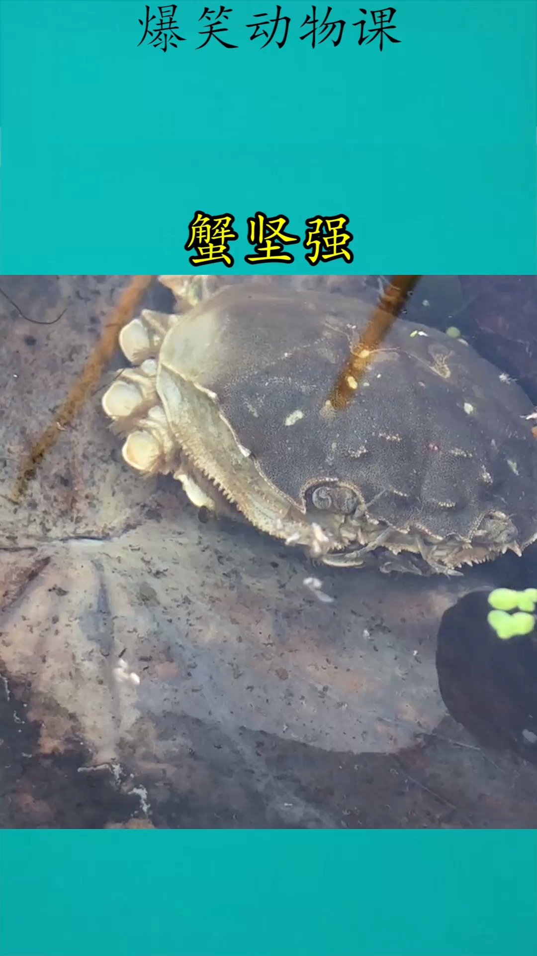 我要上热门#蟹坚强,没有退也能活