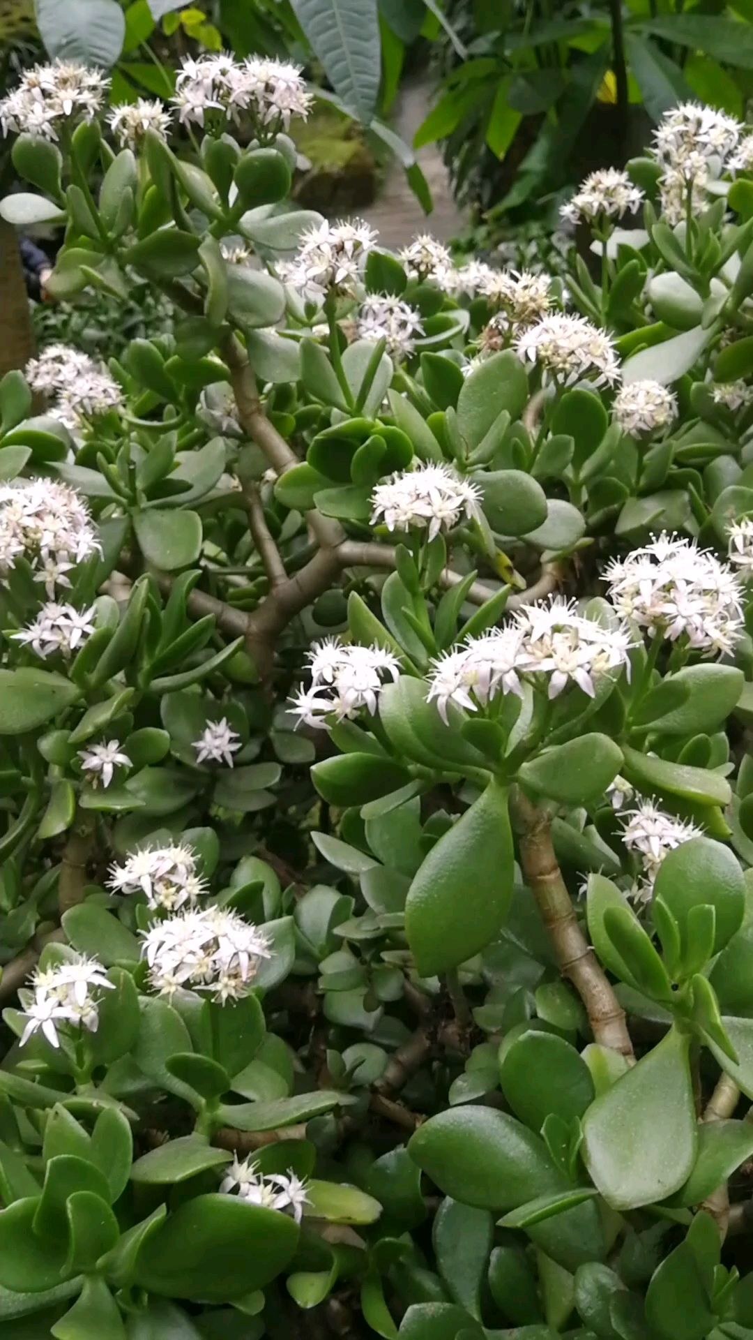 燕子掌 花语:如意,吉祥. 又名景天树,肉质万年青,豆瓣掌等