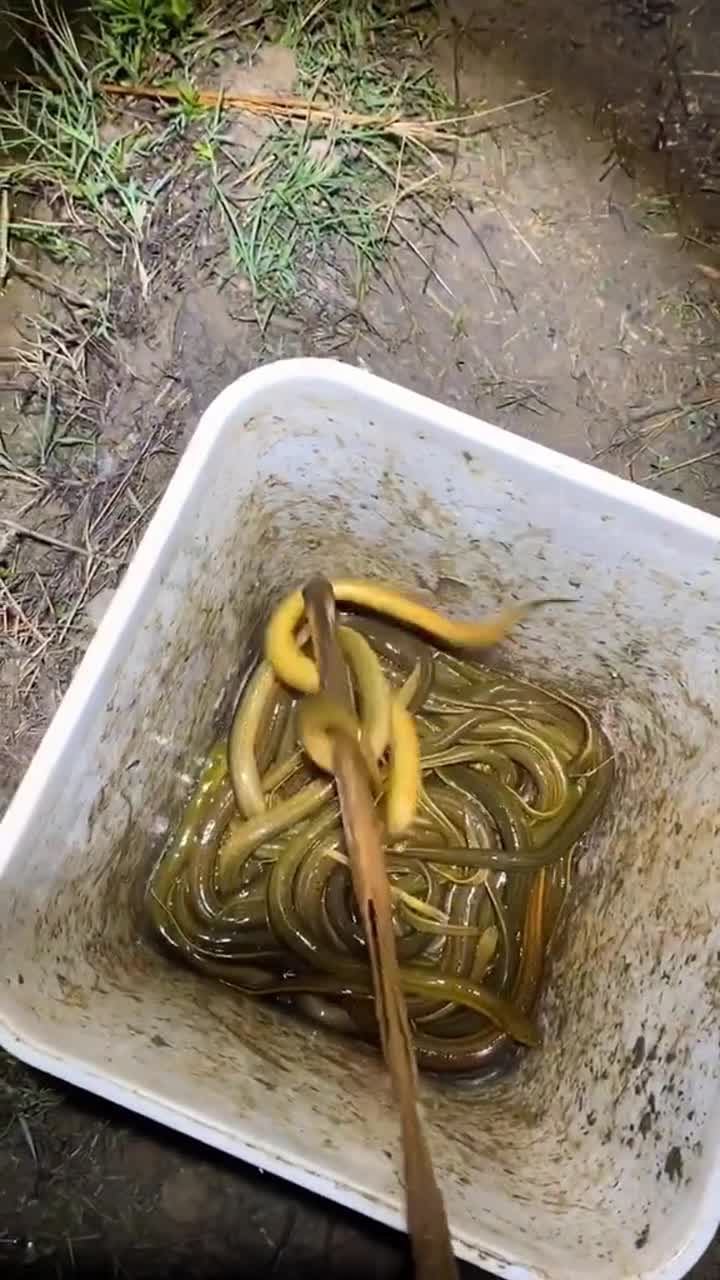 这两条鳝鱼颜色不一样,希望它们没有"种族歧视"!