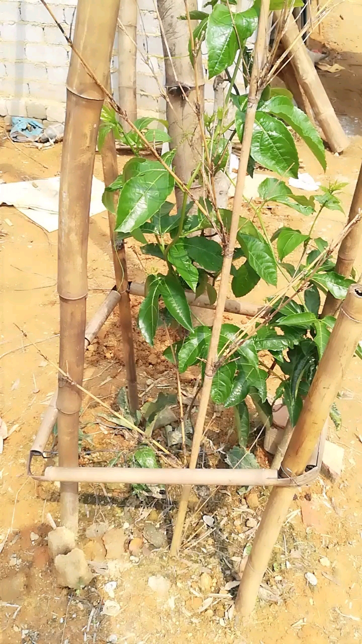 百香果搭架