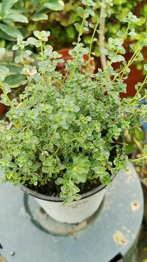 我的小花园#金边百里香是唇形科百里香属多年生绿植,兼具食用药用