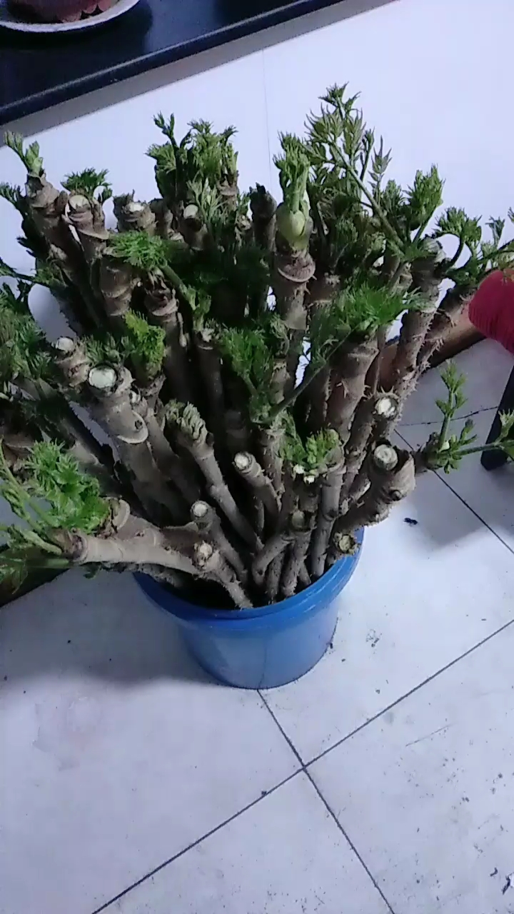 看看这山菜,刺嫩芽,绿色食品