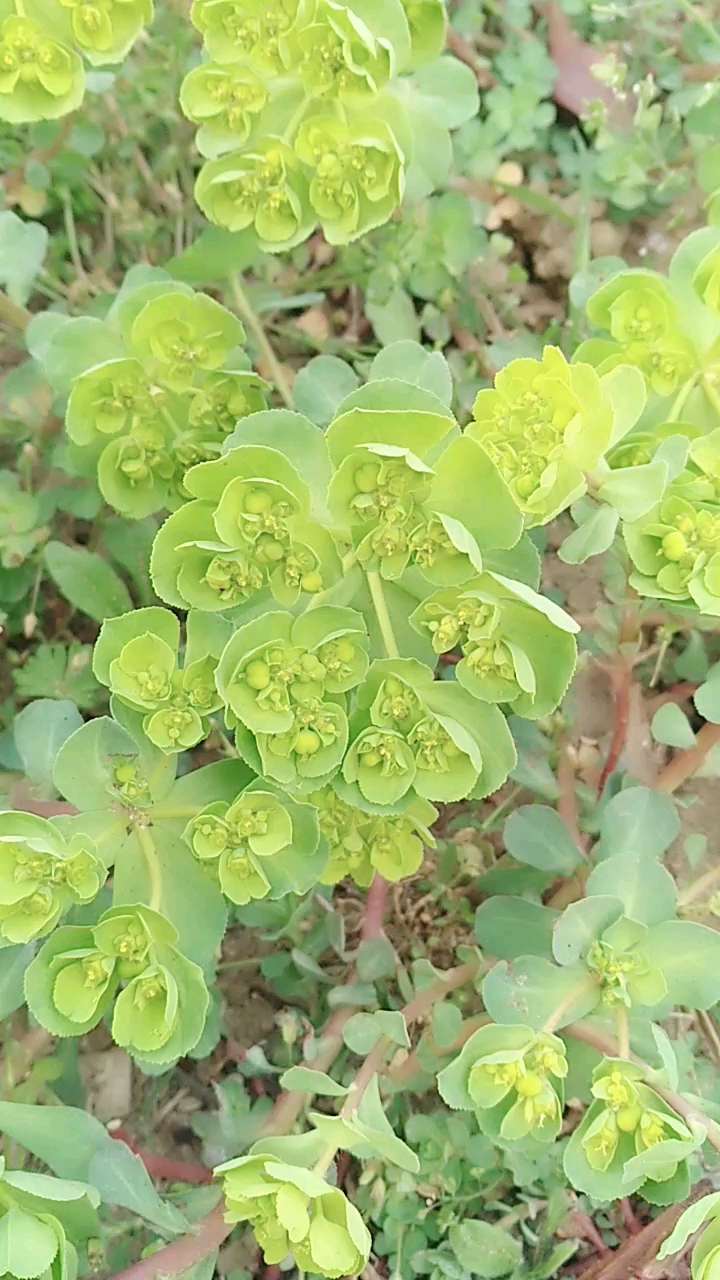 泽漆,本地称马猴眼,一种有毒的野草药.