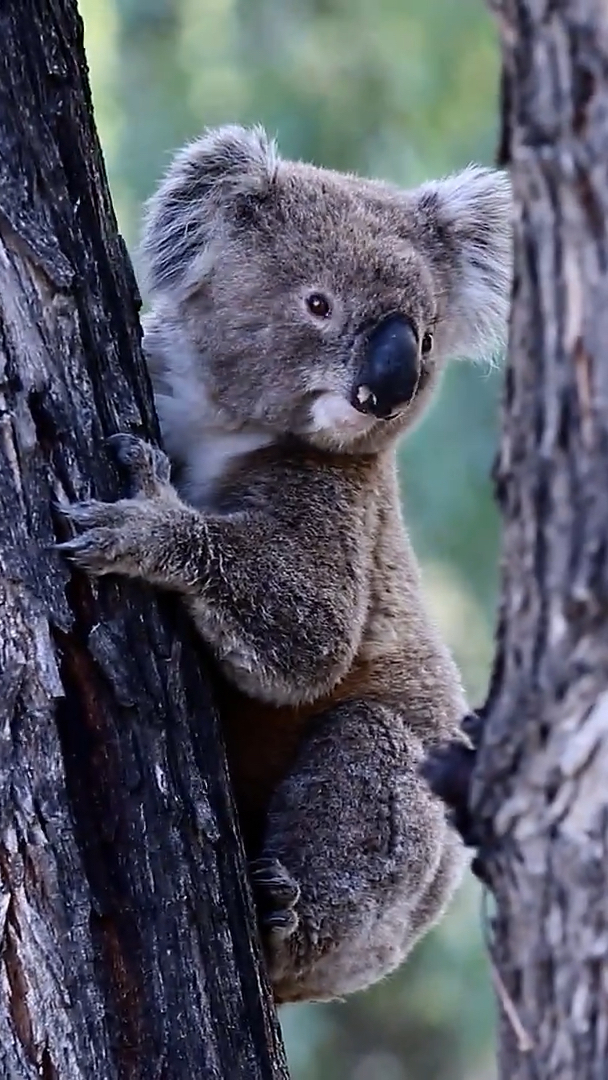 动物世界#考拉是爬树高手