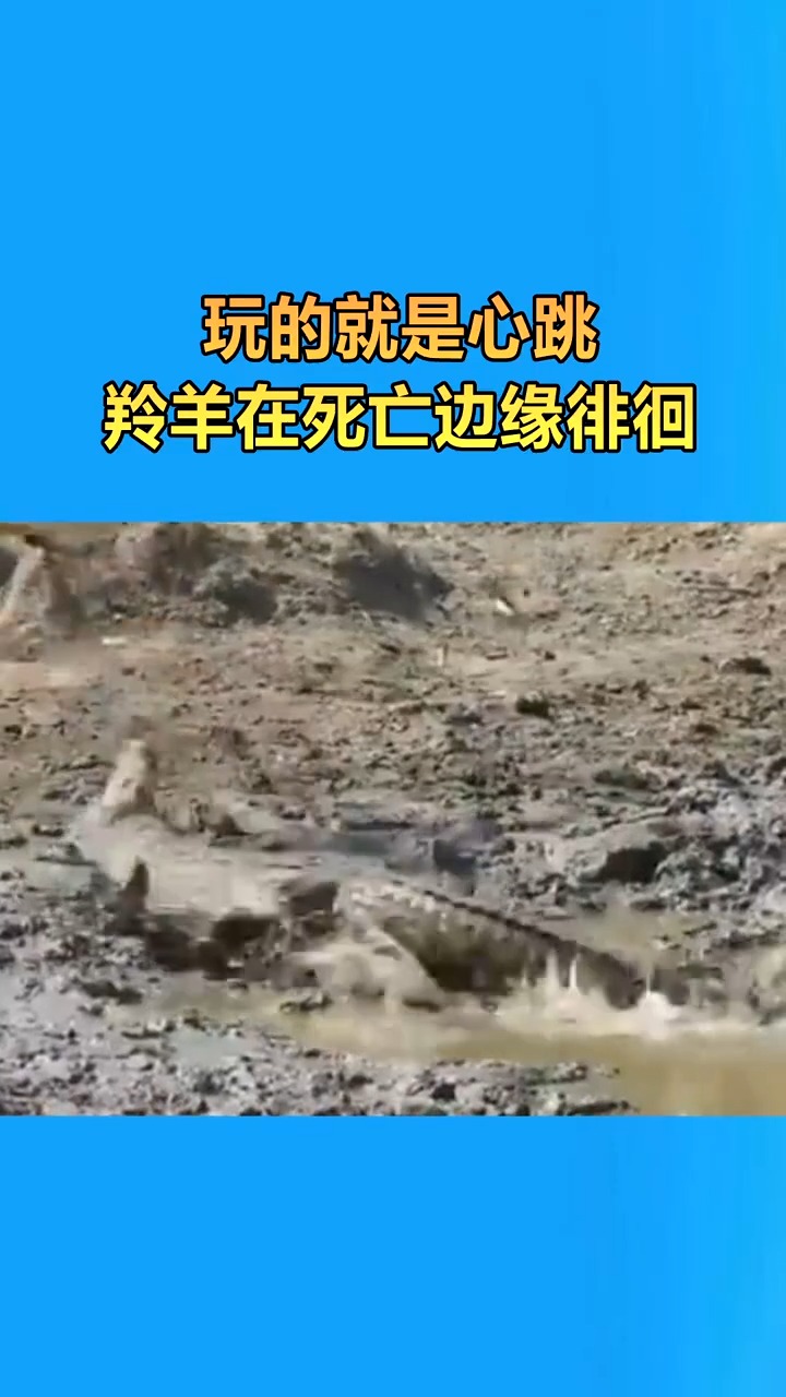 玩的就是心跳,羚羊在死亡边缘徘徊