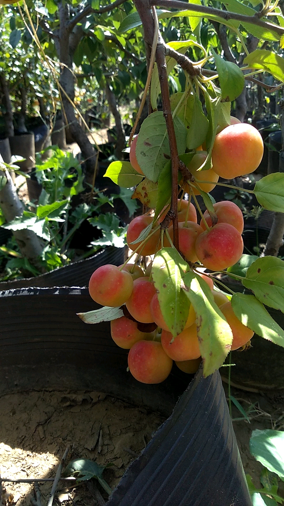 全民好物节#海棠果,全红后成熟,因为成熟期在冬季所以又叫冬红果