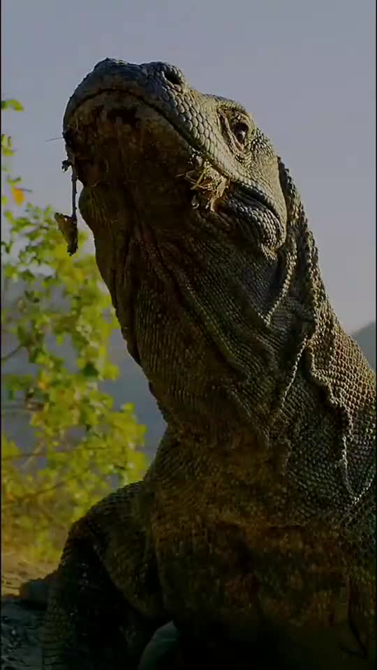 世界上最大的蜥蜴《科莫多龙》又称科莫多巨蜥,咬一口