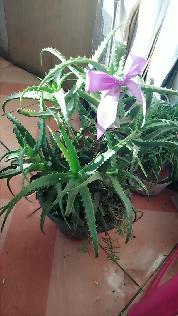 我家龙爪也美美哒