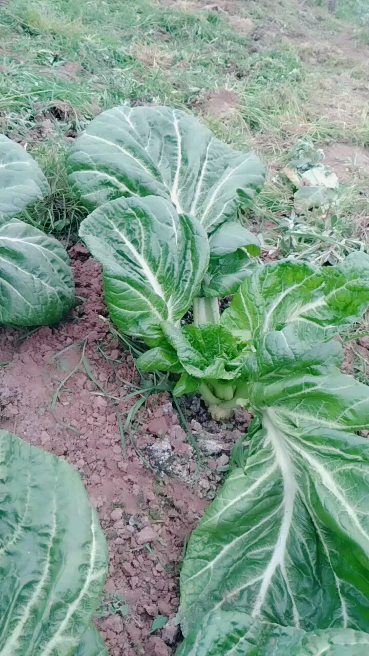 农村的青菜,想吃吗