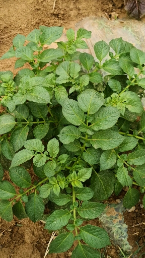 我的小花园#茂盛土豆秧