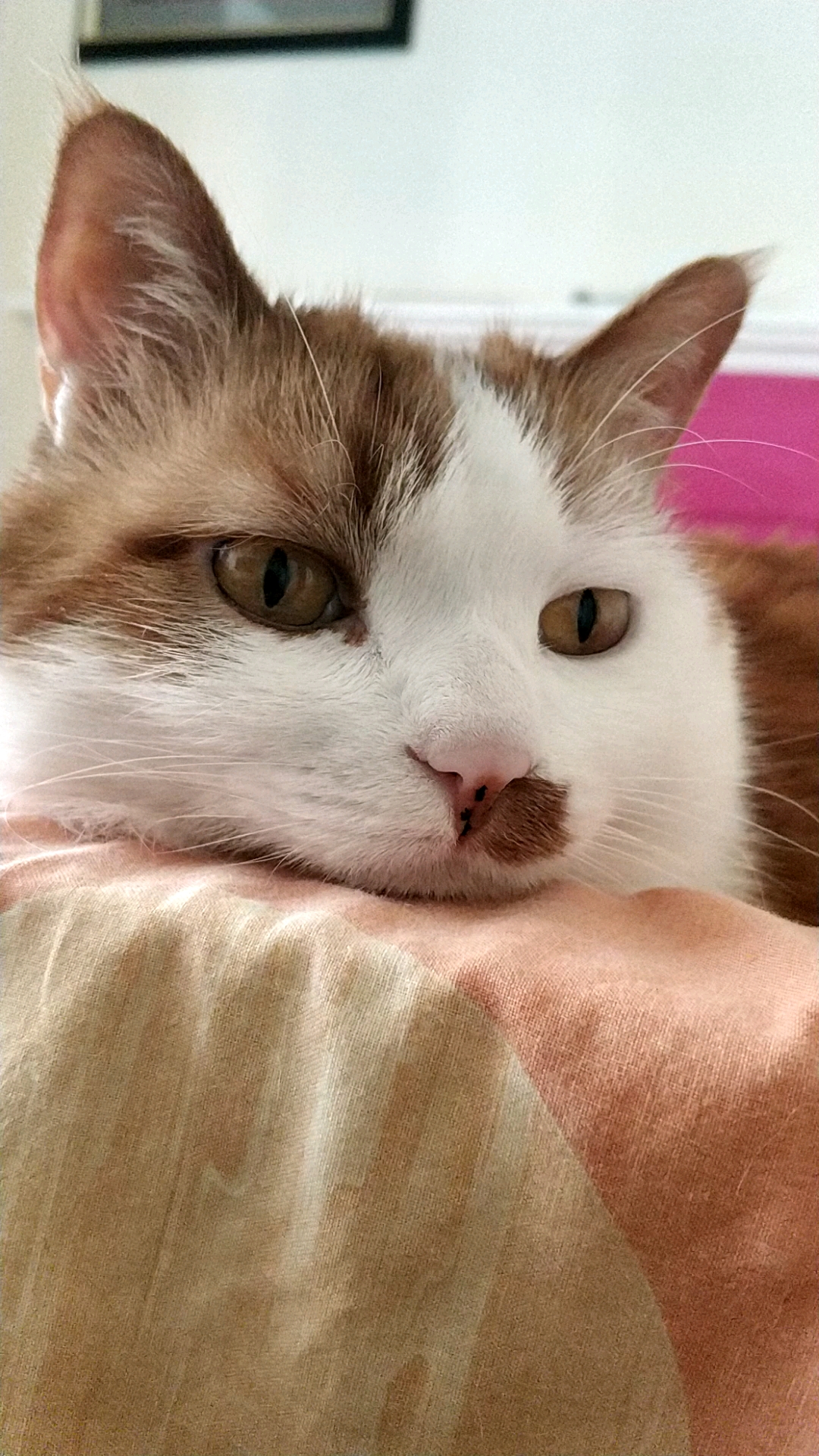 宠物最可爱的样子#猫咪是世界上不用卖萌都萌萌哒的小可爱.