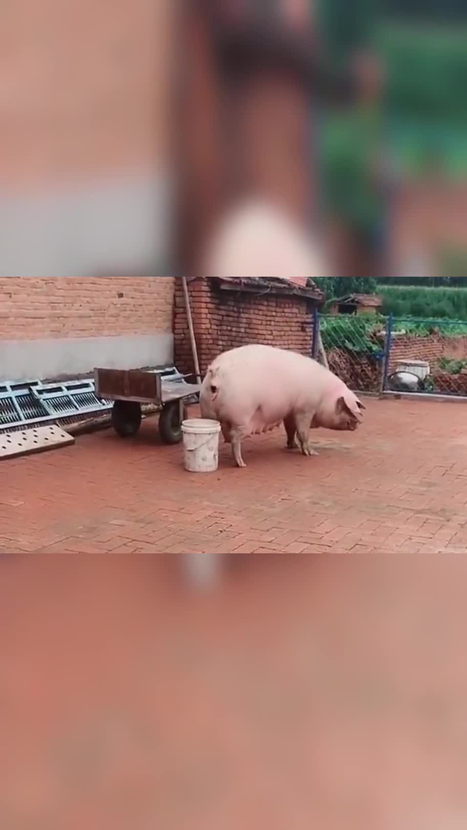 快过年了,看着五百斤的大肥猪,想想都美!