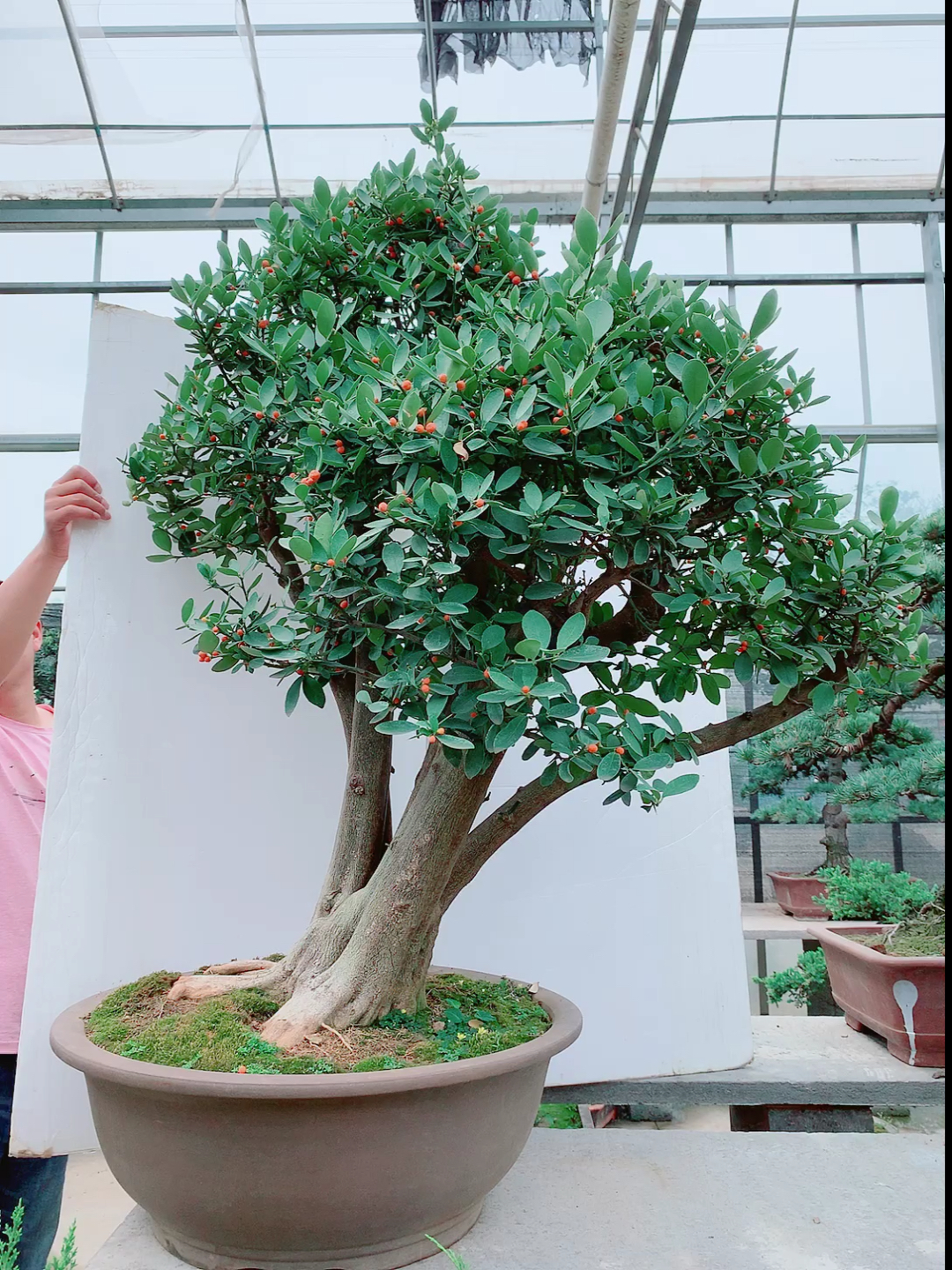 我要上热门#精品金豆老桩