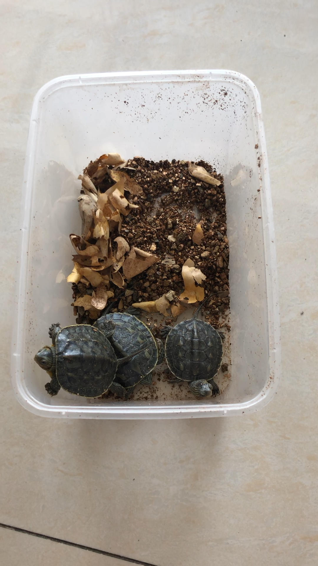 可爱到爆了#刚刚出生一天的龟宝宝