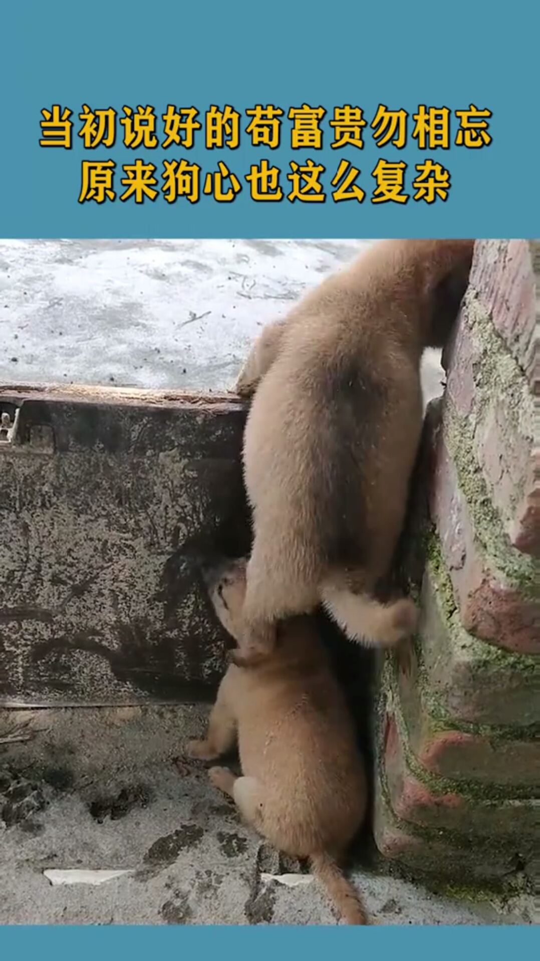 当初说好的苟富贵勿相忘,结果你却走的这么潇洒!