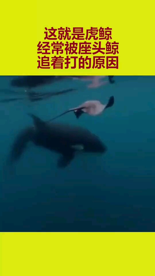 这就是虎鲸经常被座头鲸追着打的原因
