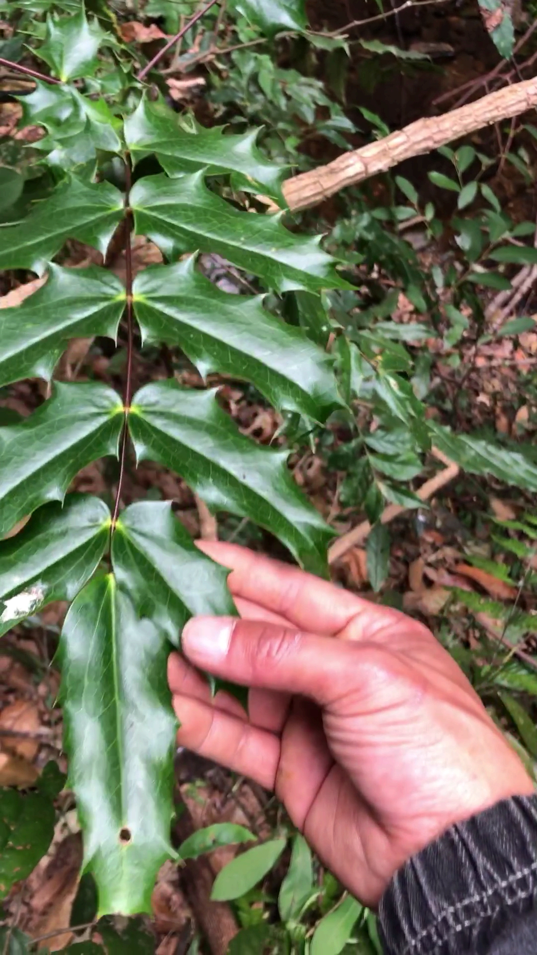 这个叫做十大功劳,可做药用可做盆景