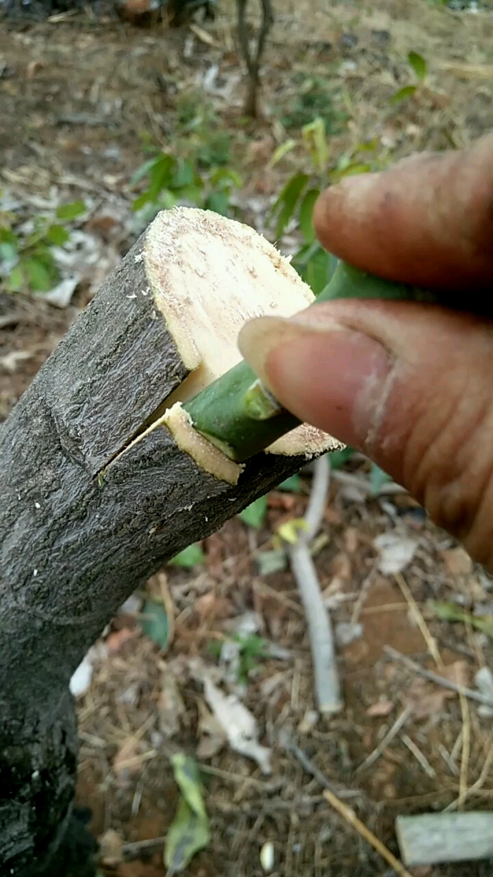 芒果嫁接 非常简单