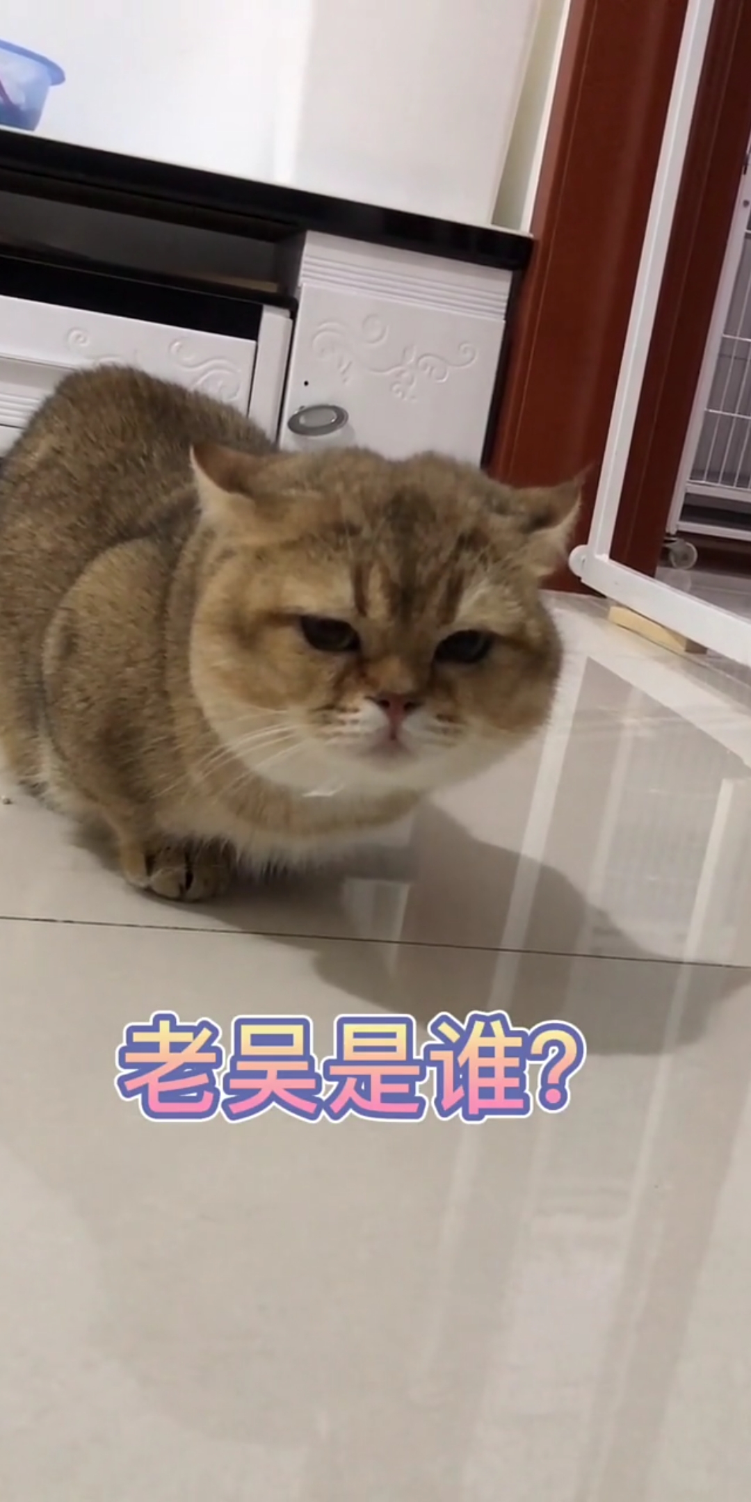 我家萌宠成精了#老吴是谁?咱家没有姓吴的呀