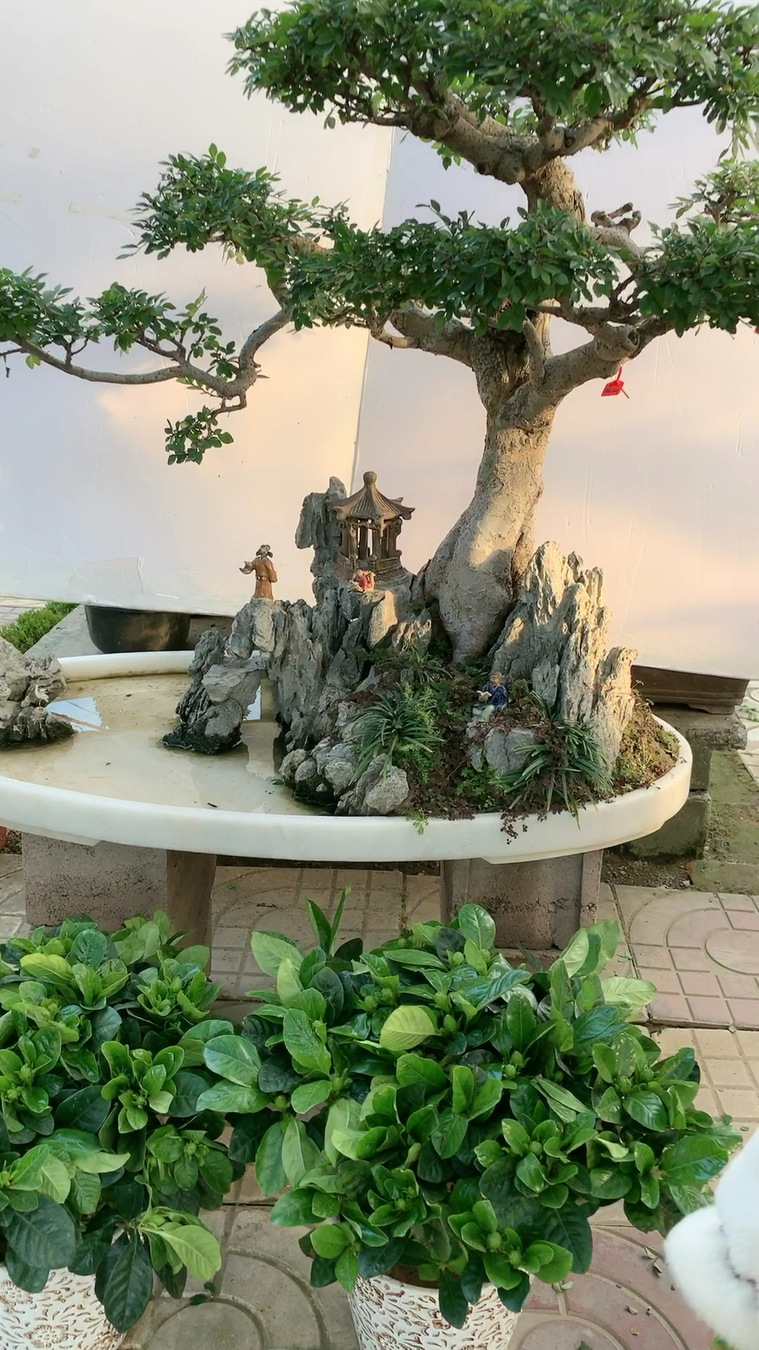 山水如画,组合榆树盆景