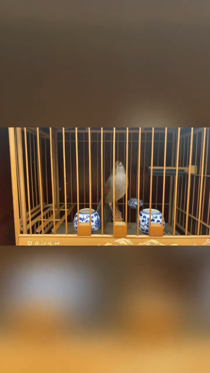 黄豆鸟#黄豆鸟:重嘴生鸟黄腾【志强鸟食】【黄腾江湖】-度小视