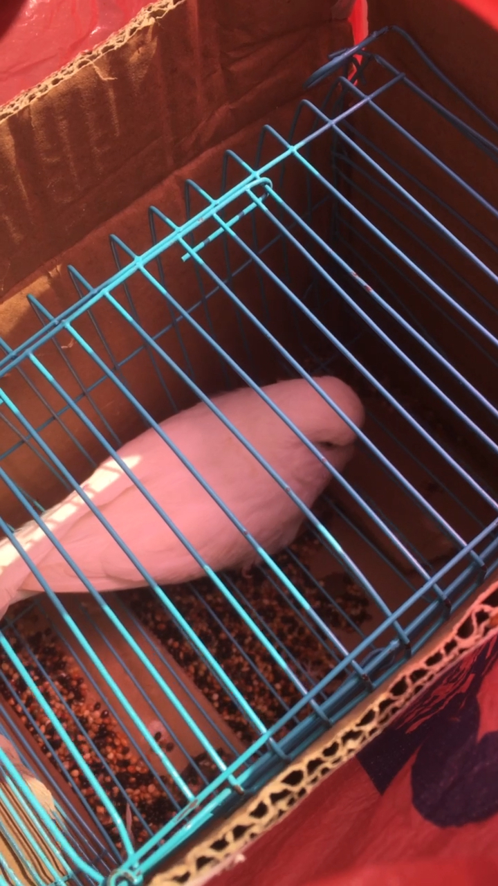 去朋友那里拿了一只白红眼台混血虎皮鹦鹉