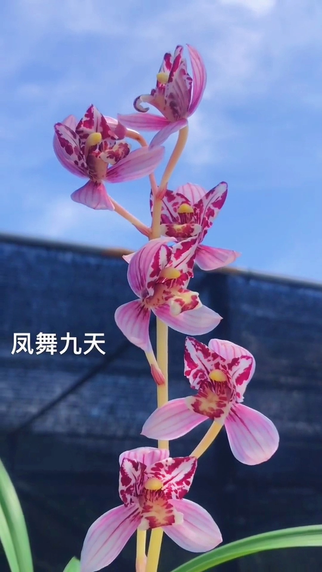 兰花建兰精选品种凤舞九天