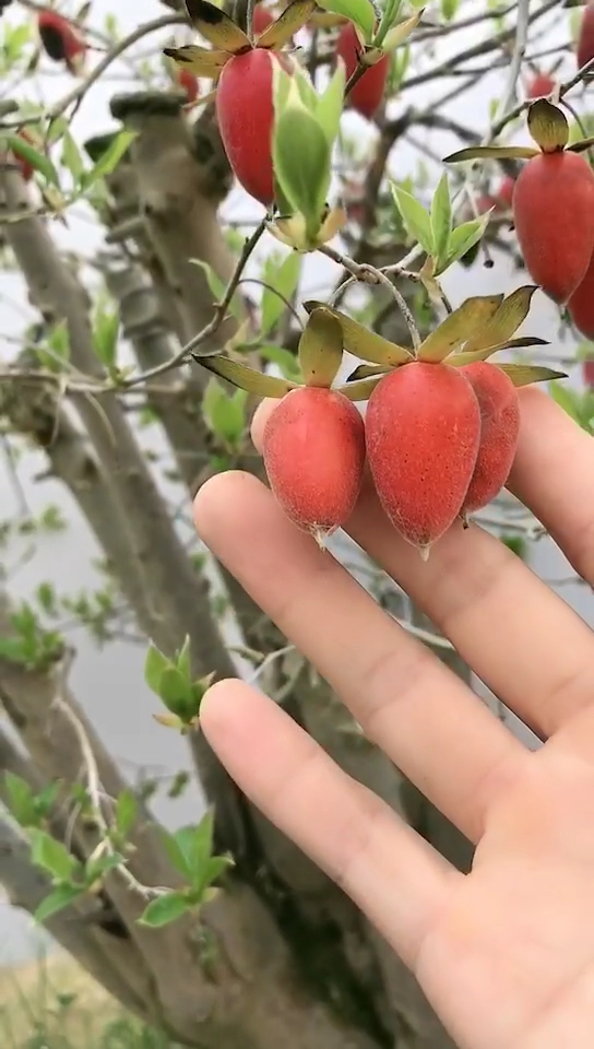 老鸭柿 寓意柿柿如意