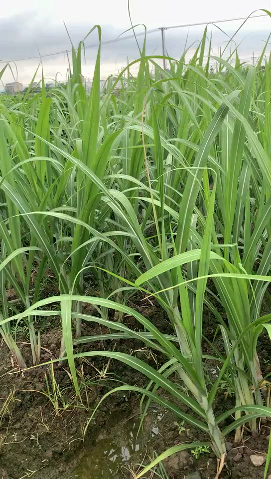 乡村生活#第一次见甘蔗原来是长得跟草一样的