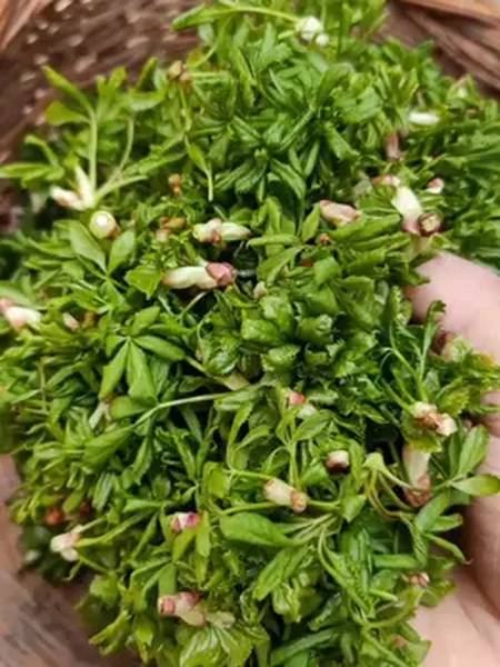 我们甘肃的一道也菜友友认识不我们叫五叶菜你们叫什么