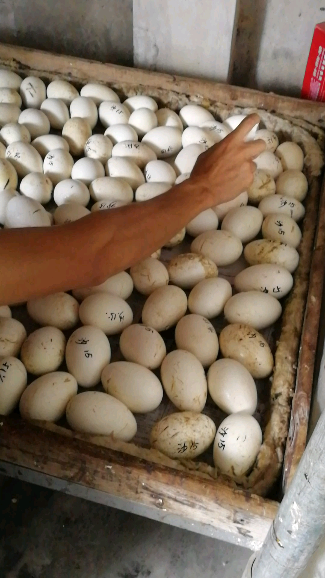 孵鹅蛋一到三十天图图片