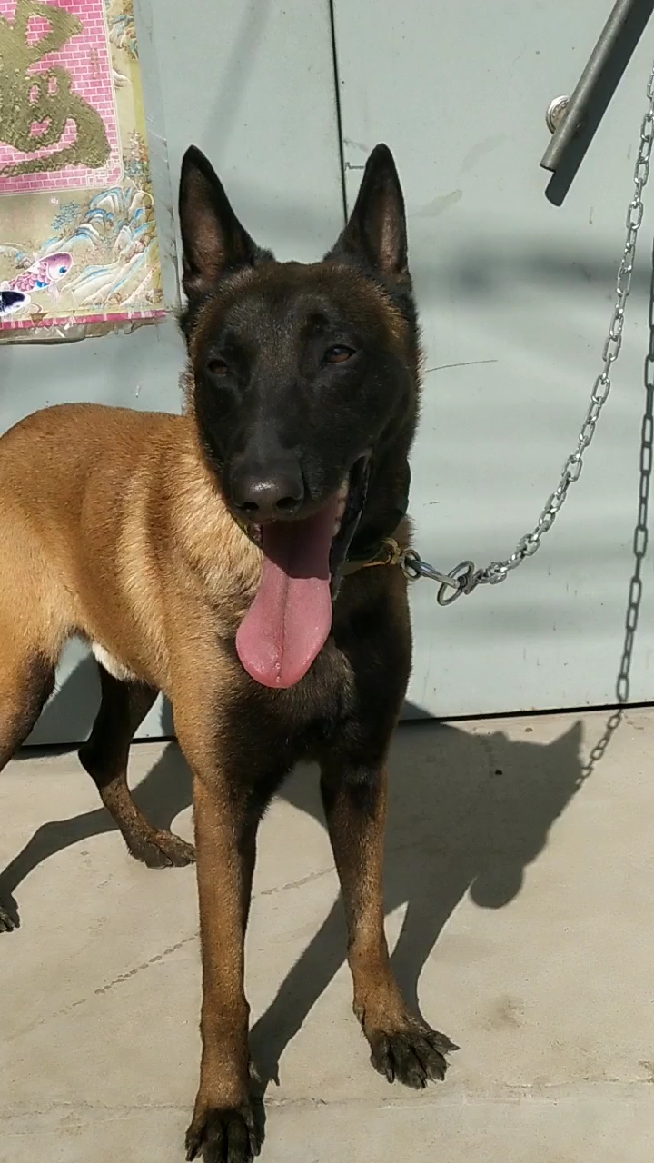 什么犬适合看家护院,精品马犬