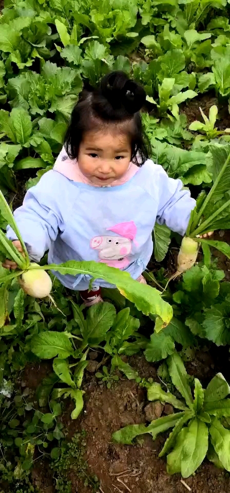 拔萝卜的小女孩