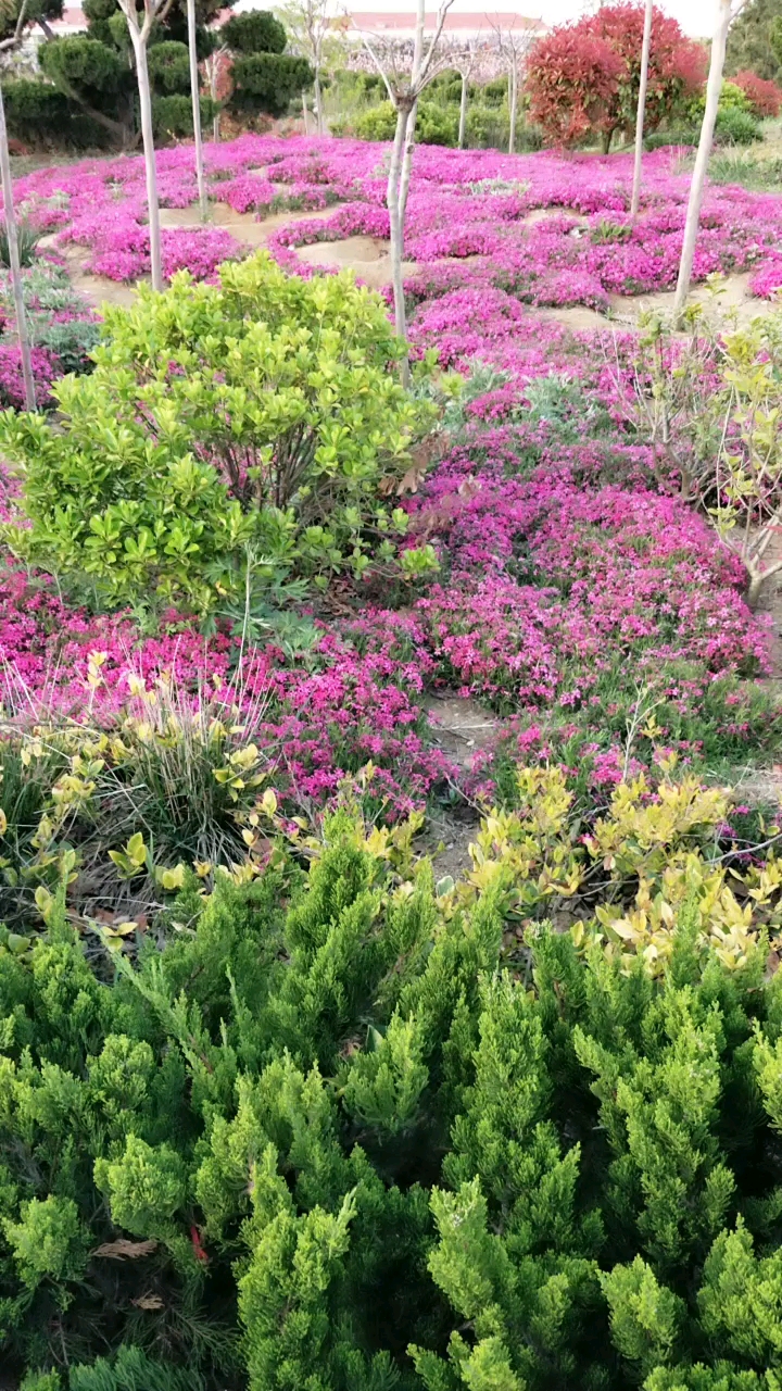 满山遍野的花