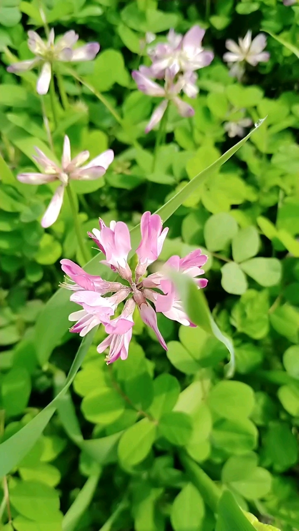 紫云英真漂亮啊!