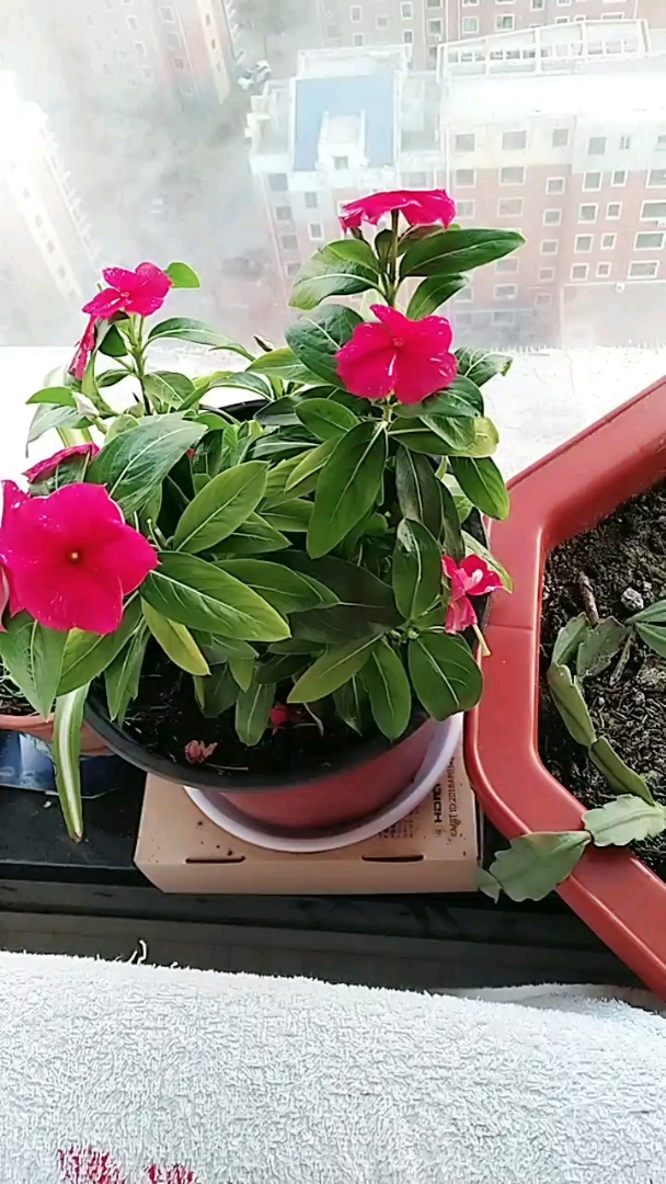 四季花好养`常年开花