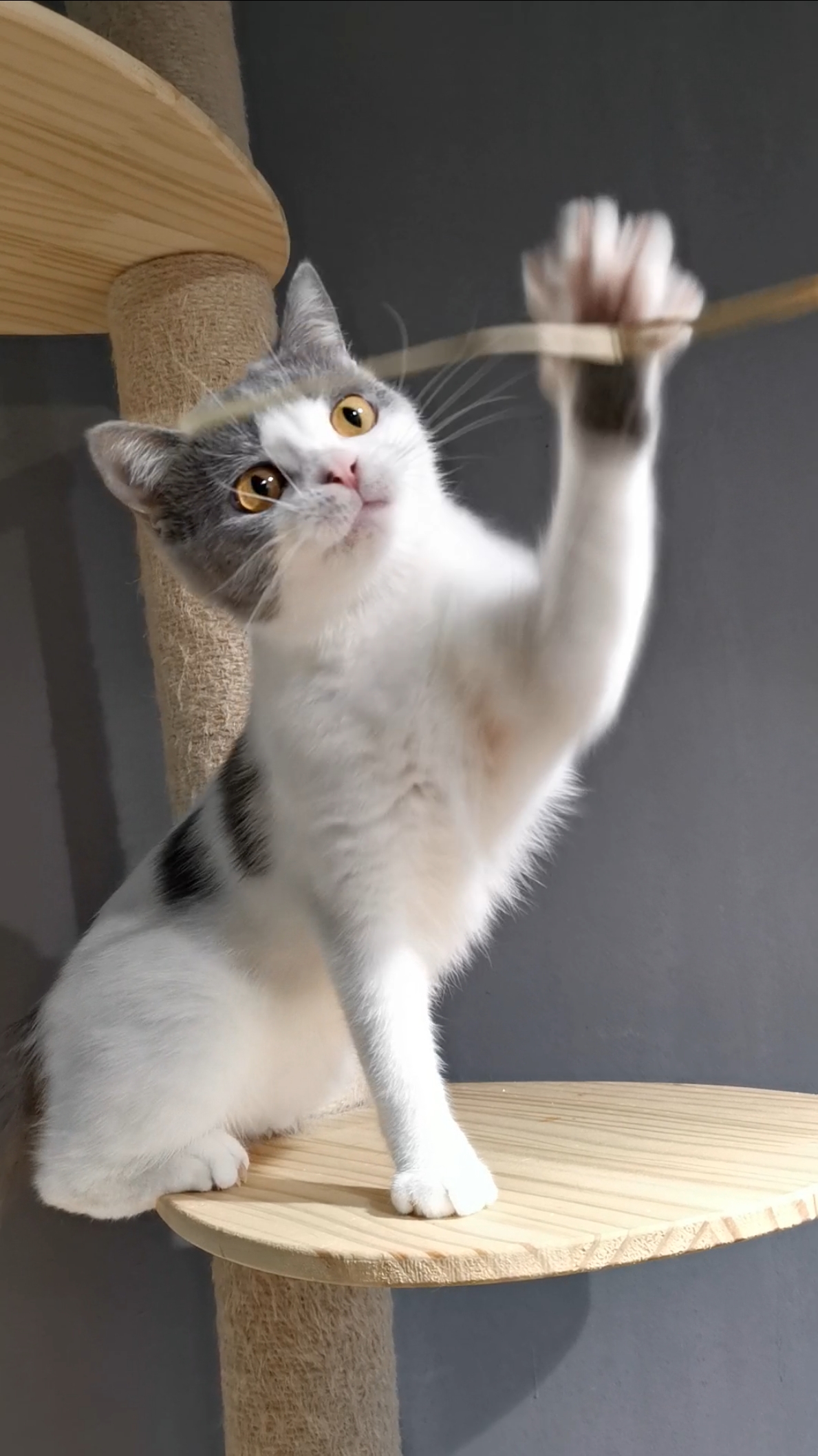 hey!你张牙舞爪的样子真可爱!