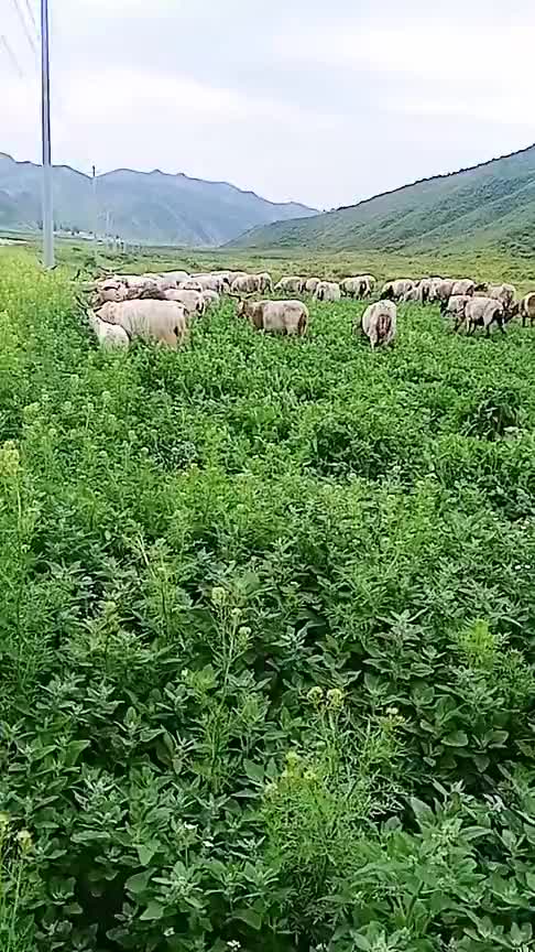 在农村养羊是否会赚钱呢实拍农村小伙在山上放羊,原来是这样