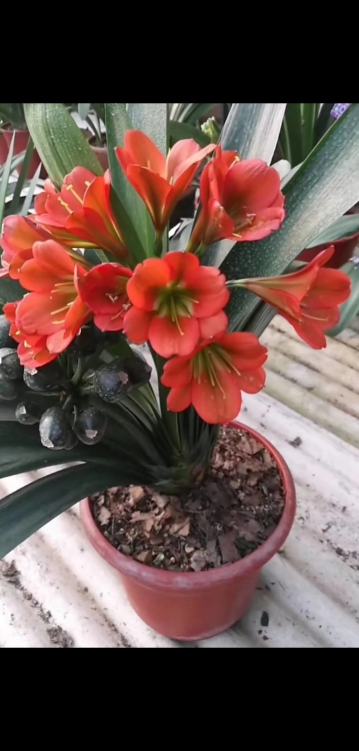 君子兰家庭养殖经验分享各种颜色君子兰欣赏