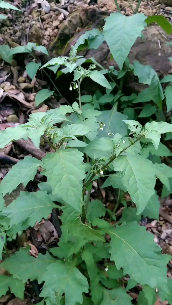 野生白花菜有毒吗图片